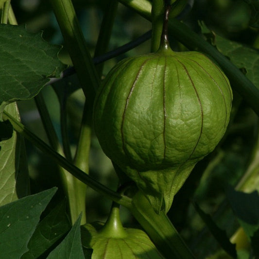 tomatillo verde