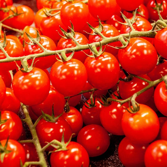 garden pearl tomatoes