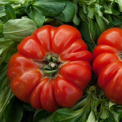 marmande tomato