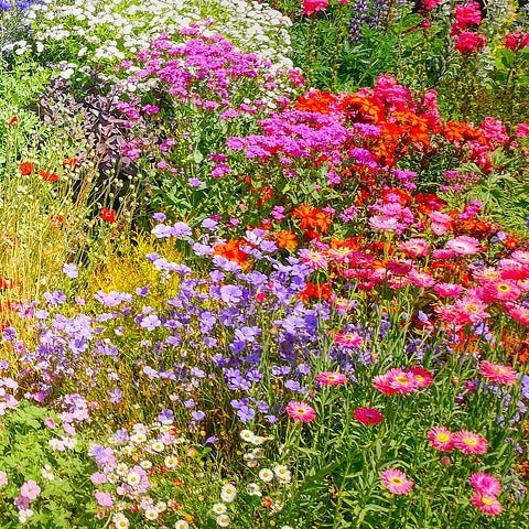 meadow wildflowers