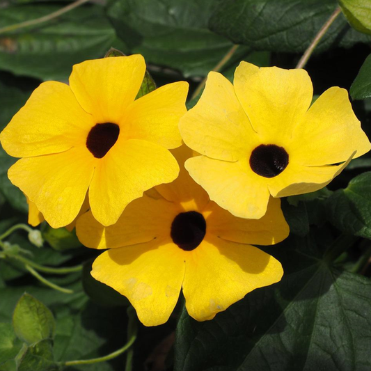 Thunbergia Alata Mix - Black Eyed Susan