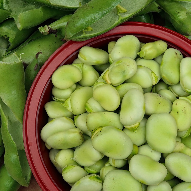 Broad Bean Masterpiece Green – Seeds To Suit