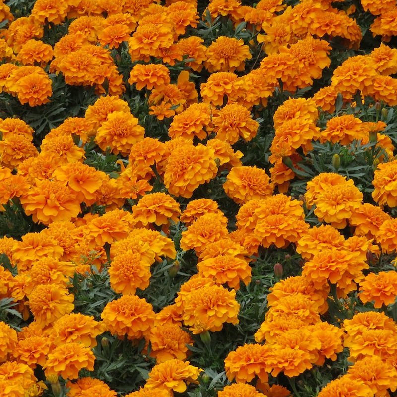 Calendula Orange King – Seeds To Suit