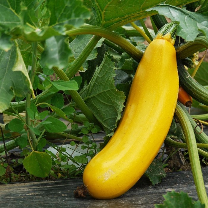 Courgette Atena Polka F1 Yellow – Seeds To Suit