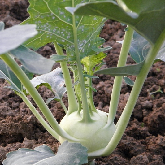 white kohlrabi