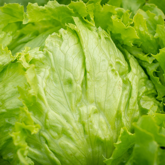 iceberg lettuce head