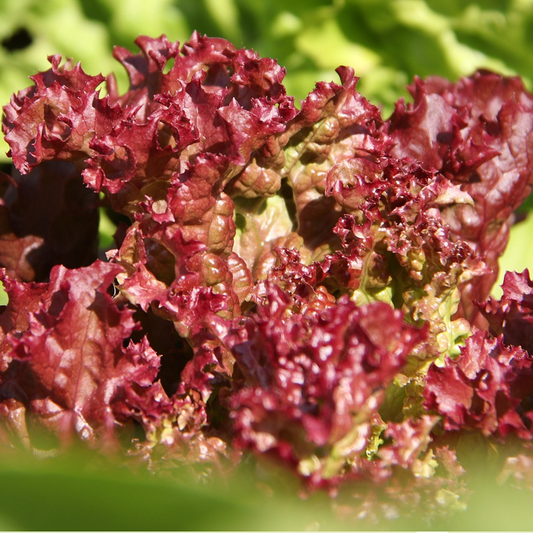 red velvet lettuce leaves