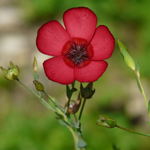 scarlet flax seeds