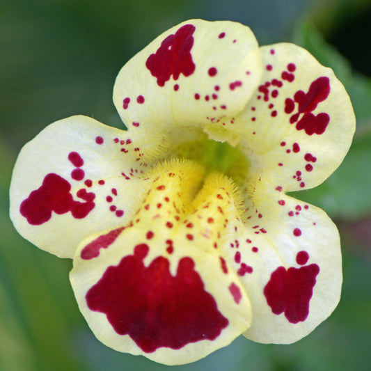 Mimulus Tigrinus Monkey Flower