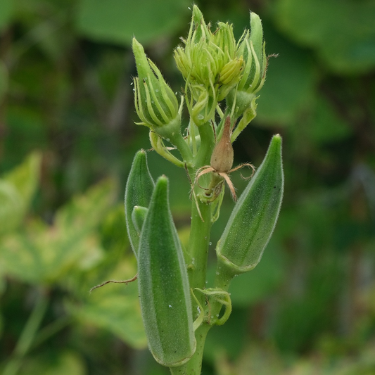 okra plant