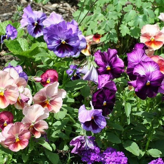 pansy rococo flowers