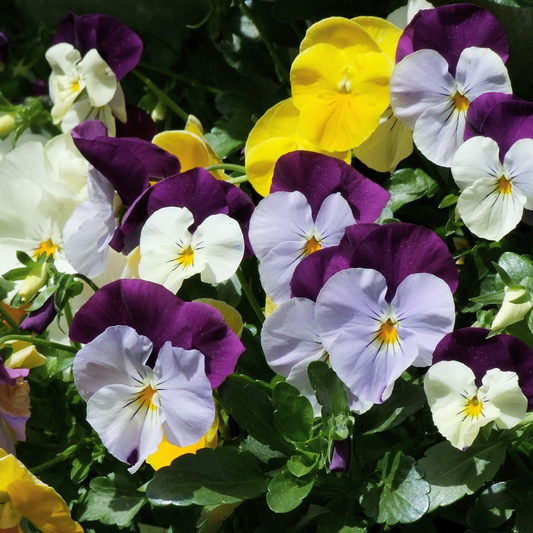 winter flowering pansies