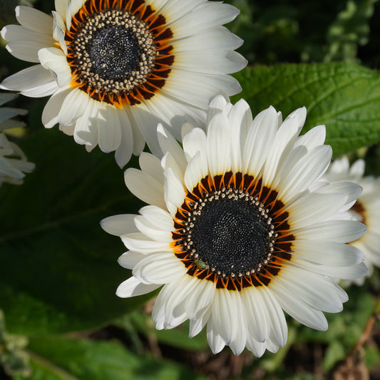 cape daisy seeds